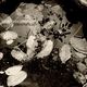Sefiroth Ensemble - Arboles Lloran Por Lluvia - CD Review