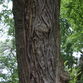 Dartington Gardens - photos Glyn Phillips