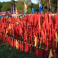 Kaya Festival 2012 - Photo Glyn Phillips