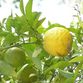 Seville citrus